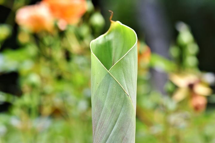 Où planter un bananier dans son jardin ?