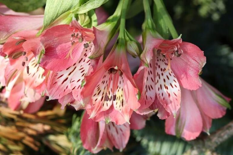 Les meilleures plantes pour un jardin facile d’entretien