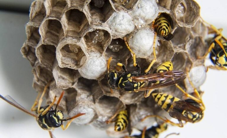 Réduire le risque de formation de nids de guêpes autour de chez soi