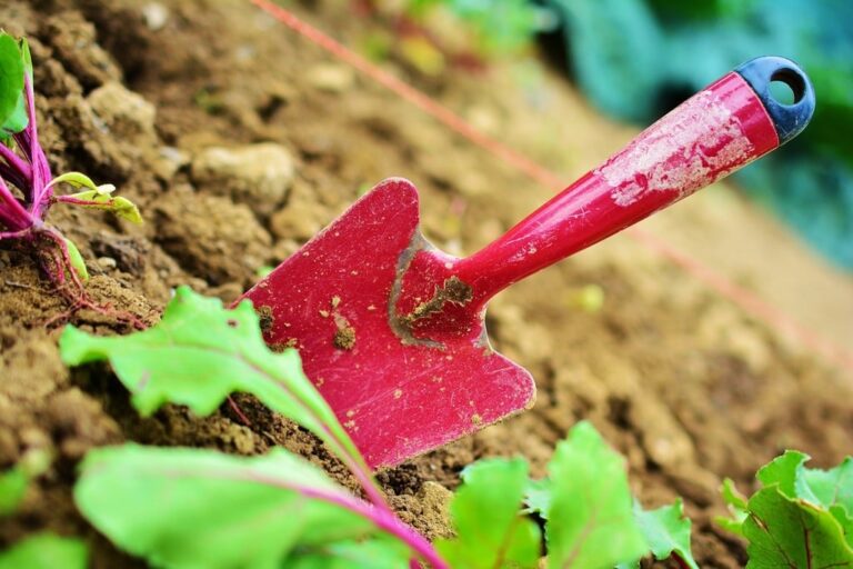 Bien entretenir ses outils de jardinage au fil des saisons